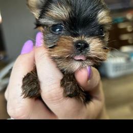 Yorkshire Terrier Puppies from Kings Yorkshire Terriers
