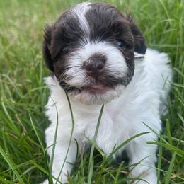 Oliver - Black and white male Havanese puppy in Ada, Michigan from ForestHillsHavanese