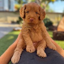 Olaf - Apricot male Goldendoodle puppy in San Jose, California from Red White and Doodle