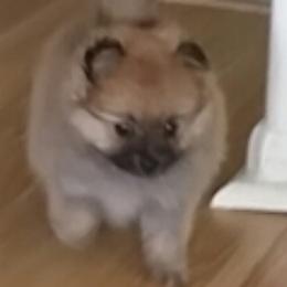 Pomeranian Puppies from Jonna's Poms