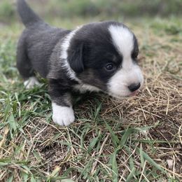 Cardigan Welsh Corgi Puppies from Corgi Gardens