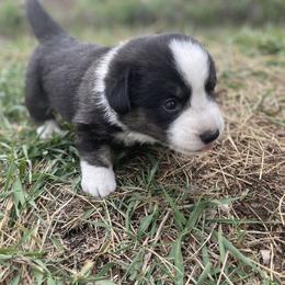 Cardigan Welsh Corgi Puppies from Corgi Gardens