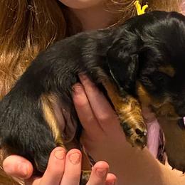 ASHA AKC REGISTERED FEMALE - Black and tan female Dachshund puppy in Elizabethtown, Kentucky from Teeny Tiny Puppy Tails