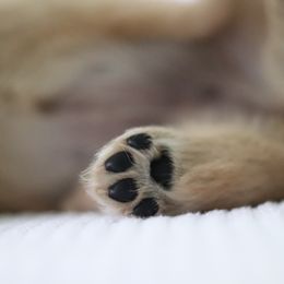 Golden Retriever Puppies from Golden Hour Golden Retrievers