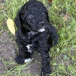 Carney - Black male Poodle puppy in Bakersfield, California from Jewells Poodles