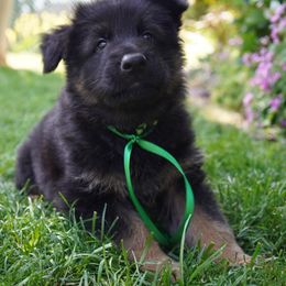 German Shepherd Puppies from Dacherri Dogs