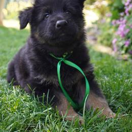German Shepherd Puppies from Dacherri Dogs