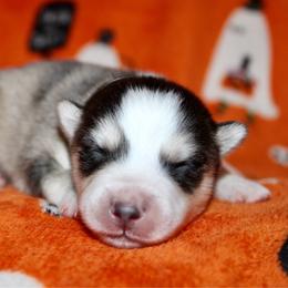 Jack - Gray and white male Pomsky puppy in Centerville, Iowa from LJ Kennels Pomskies, LLC