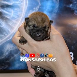 WASABI - Red female Shiba Inu puppy in Minnesota from BonsaiShibas