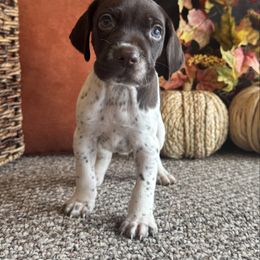 Talen - White and liver male German Shorthaired Pointer puppy in Ulen, Minnesota from North Wind Gundogs