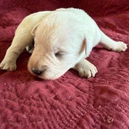 Bambi - White female Miniature Schnauzer puppy in Ferndale, Washington from Blackhorse Schnauzers Washington state