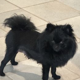 Lexi - Pomeranian