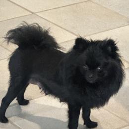 Lexi - Pomeranian