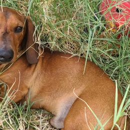 "Blondie boy" Dachshund All Grown Up from Luna May's daschunds