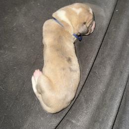 Dark blue collar - Mantle merle male Great Dane puppy in Loris, South Carolina from Days Danes