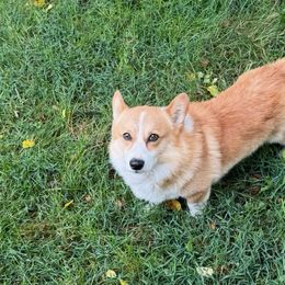 Cavapoos, Dachshunds, and Pembroke Welsh Corgis from Patrick's Puppies