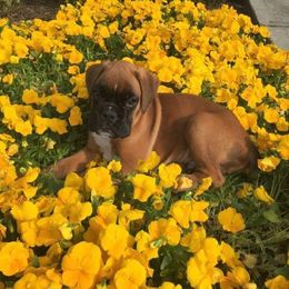 Boxer Puppies from Euro Boxx Boxers