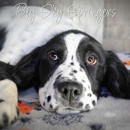 Male6 - Black and white male English Springer Spaniel puppy in Great Falls, Montana from Big Sky Springers