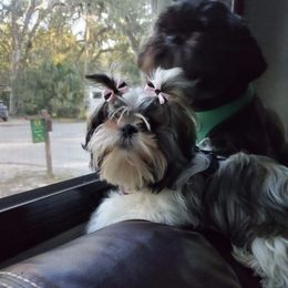 Yorkshire Terriers from Sandy’s Yorkies