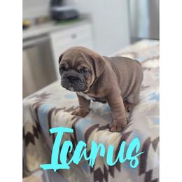Icarus - Blue tri-color female Bulldog puppy in Buzzards Bay, Massachusetts from K&D Bulldogs