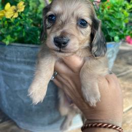 Shaded cream dapple boy - Dapple male Dachshund puppy in Payette, Idaho from NT Mini Doxies