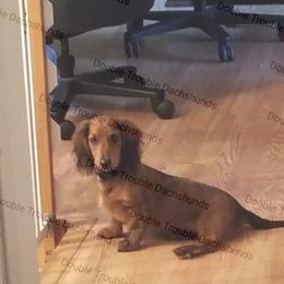 Dachshund and Labrador Retriever All Grown Up from Double Trouble Dachshunds & Labs