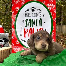 Boy 2 - male Dachshund puppy in Crestview, Florida from Neverending Dachies