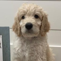 Goldendoodles from StellaDoodles