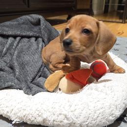 Lori, shorthair mini - Red female Dachshund puppy in Dade City, Florida from Kingpindoxies