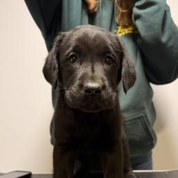 Purple - Black female Labrador Retriever puppy in Middleton, New Hampshire from Tag Hollow