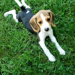 Beagles and Miniature Schnauzers from BB Beagles