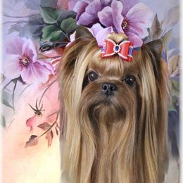 Cody - Yorkshire Terrier