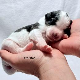 Horace - Black and white male Bernedoodle puppy in Pottstown, Pennsylvania from Willow-Be Doodles