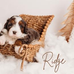 Ridge - Black and white male Bernedoodle puppy in Grants Pass, Oregon from Royal Empire Bernedoodles