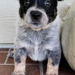 Australian Cattle Dogs from Mayhem Ranch