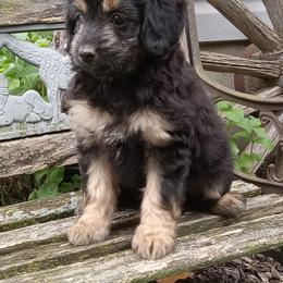 Ivy - female Aussiedoodle puppy in Milford, Indiana from Olde Heritage K-9