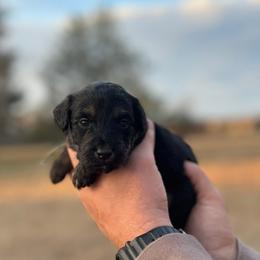 Teal collar - Black tri-color male Aussiedoodle puppy in Fairmount, Georgia from Muscadine Meadows Farm