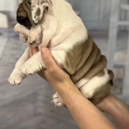 Bulldog Puppies from Sweet Rolls