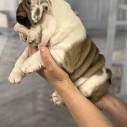 Bulldog Puppies from Sweet Rolls