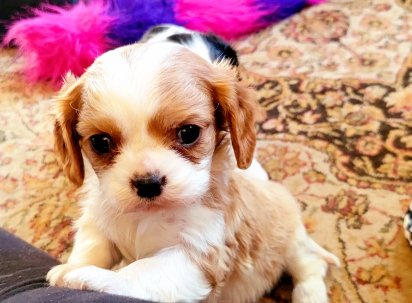 Cavalier King Charles Spaniel Puppies from Puppyloversplace