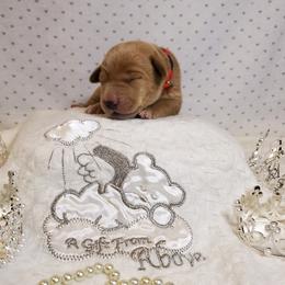 Dilute Retriever and Labrador Retriever Puppies from Kilgore’s Labrador Retrievers