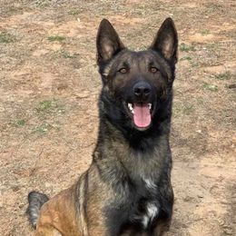 Belgian Malinois and French Bulldogs from Walrath K9s