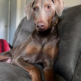 Hennessey - Doberman Pinscher