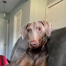Hennessey - Doberman Pinscher