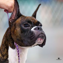 Boxer All Grown Up from Halo Boxers