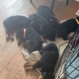 Rottweiler Puppies from BNB Rotts