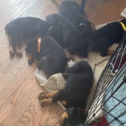Rottweiler Puppies from BNB Rotts