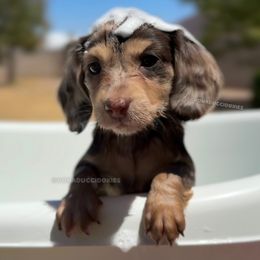 Nivea - Dapple female Dachshund puppy in Arizona from Vonaducci Doxies, LLC.