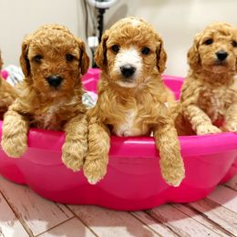 Goldendoodle Puppies from Maggie Doodles