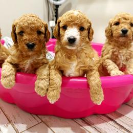 Goldendoodle Puppies from Maggie Doodles